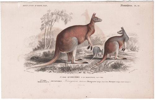 Kangaroos